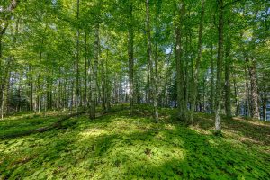 Whole/8221 Trails End Rd, , Land O Lakes,  WI 54540 United States