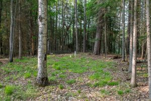 8066 Nicks Ln, , Sugar Camp,  WI 54521 United States