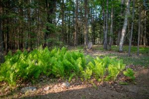 8066 Nicks Ln, , Sugar Camp,  WI 54521 United States