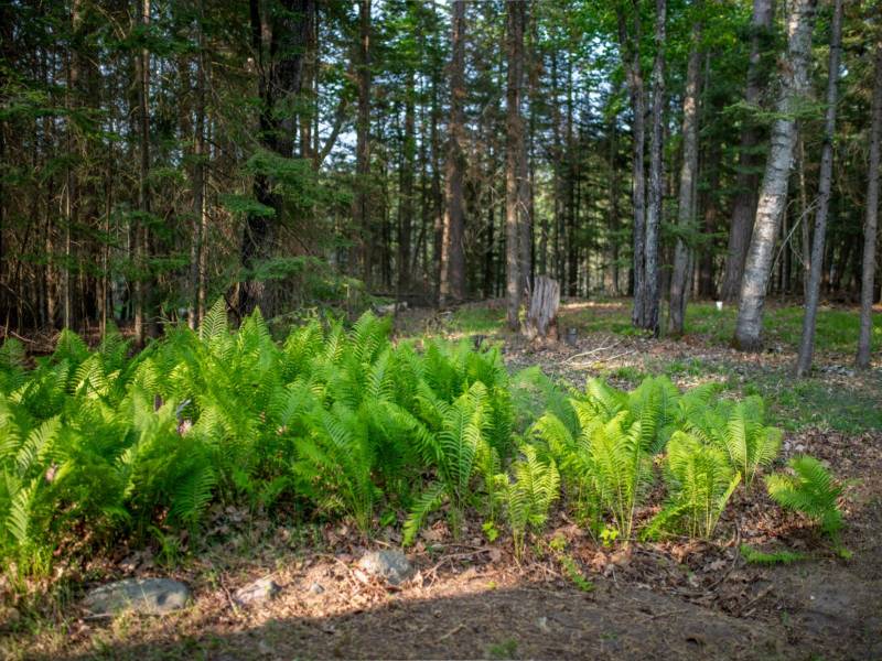8066 Nicks Ln, , Sugar Camp,  WI 54521 United States