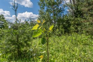 Hwy 45, , Three Lakes,  WI 54562 United States