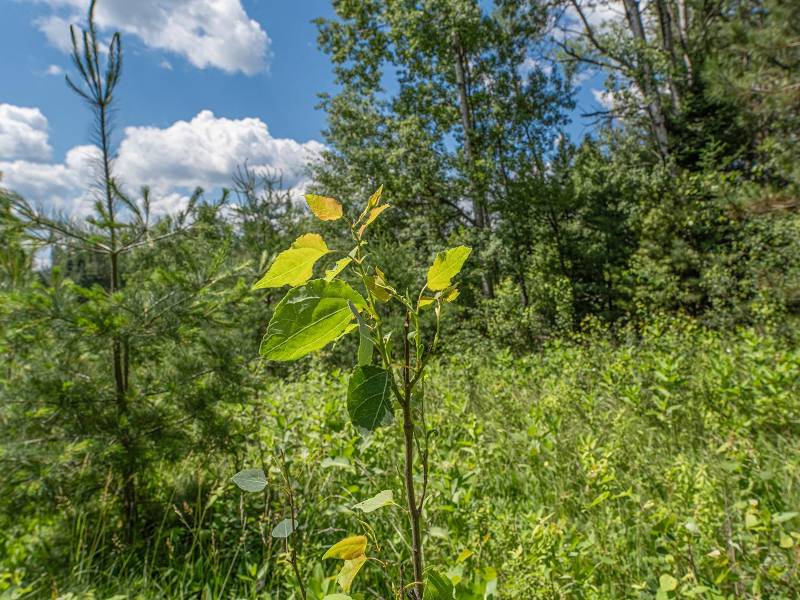 Hwy 45, , Three Lakes,  WI 54562 United States