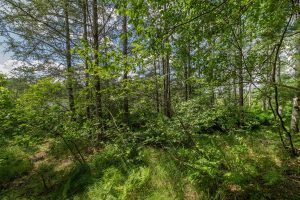 Hwy 45, , Three Lakes,  WI 54562 United States