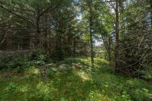 Hwy 45, , Three Lakes,  WI 54562 United States