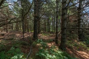 Hwy 45, , Three Lakes,  WI 54562 United States