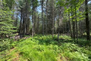 259 Wesley Rd, , Three Lakes,  WI 54562 United States