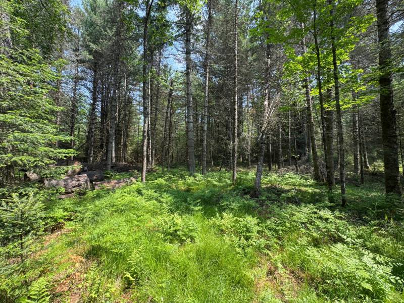 259 Wesley Rd, , Three Lakes,  WI 54562 United States