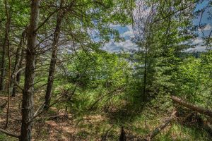 Hwy 45, , Three Lakes,  WI 54562 United States