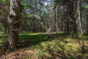 Hwy 45, , Three Lakes,  WI 54562 United States