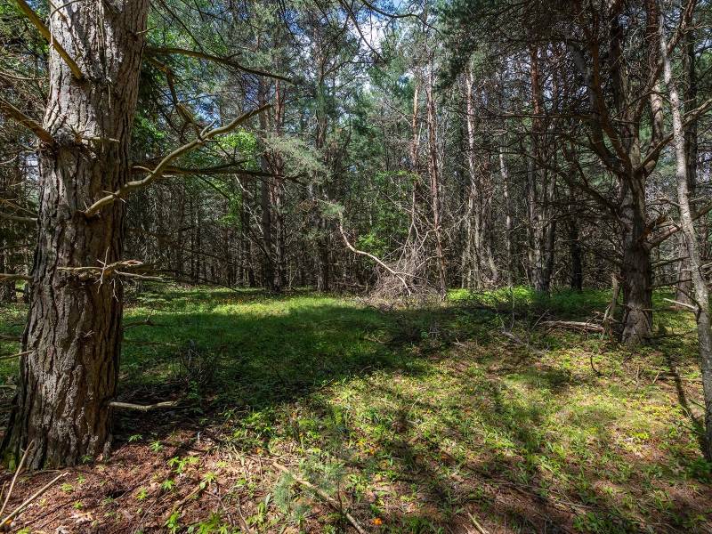 Hwy 45, , Three Lakes,  WI 54562 United States