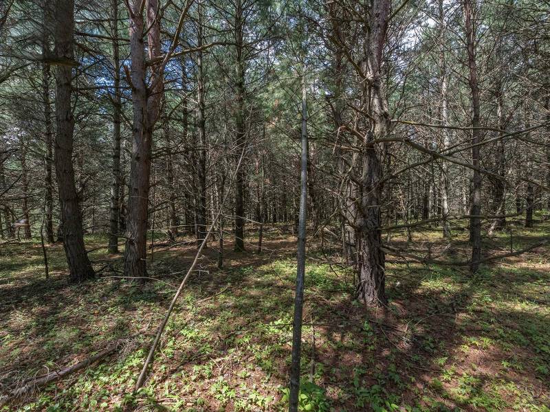 Hwy 45, , Three Lakes,  WI 54562 United States
