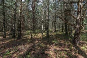 Hwy 45, , Three Lakes,  WI 54562 United States