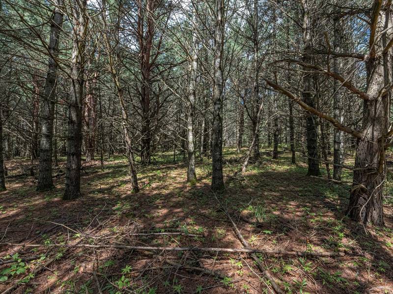 Hwy 45, , Three Lakes,  WI 54562 United States