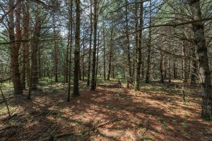 Hwy 45, , Three Lakes,  WI 54562 United States