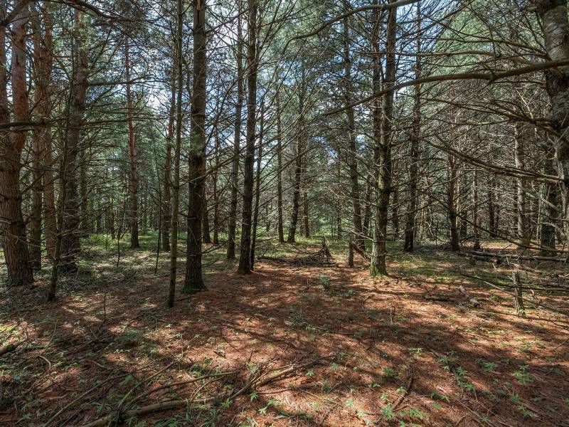 Hwy 45, , Three Lakes,  WI 54562 United States