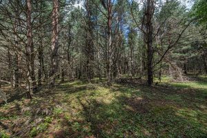 Hwy 45, , Three Lakes,  WI 54562 United States
