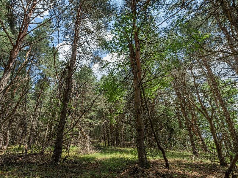 Hwy 45, , Three Lakes,  WI 54562 United States