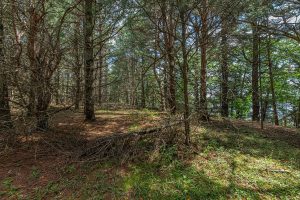 Hwy 45, , Three Lakes,  WI 54562 United States