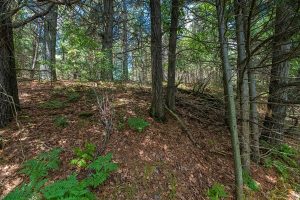 Hwy 45, , Three Lakes,  WI 54562 United States