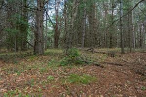 Hwy 45, , Three Lakes,  WI 54562 United States