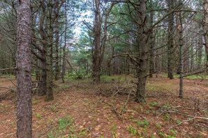 Hwy 45, , Three Lakes,  WI 54562 United States