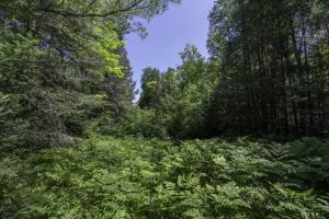 Off CTH B, , Presque Isle,  WI 54521 United States