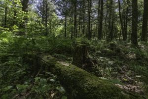 Off CTH B, , Presque Isle,  WI 54521 United States