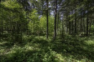 Off CTH B, , Presque Isle,  WI 54521 United States