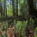Off CTH B, , Presque Isle,  WI 54521 United States
