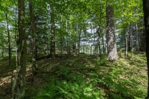6029 E Shore Dr, , Newbold,  WI 54501 United States