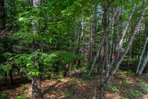 6029 E Shore Dr, , Newbold,  WI 54501 United States