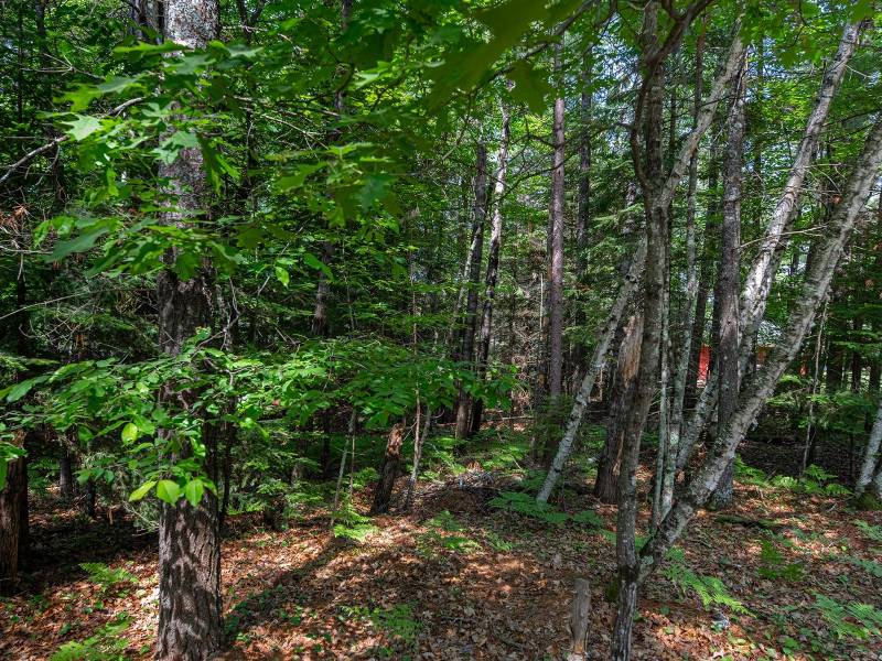 6029 E Shore Dr, , Newbold,  WI 54501 United States