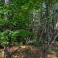 6029 E Shore Dr, , Newbold,  WI 54501 United States
