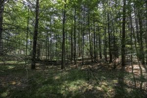 Lots 1-8 Pine Cone Lane, , Woodruff,  WI 54568 United States
