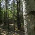 Lots 1-8 Pine Cone Lane, , Woodruff,  WI 54568 United States