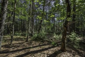 Lots 1-8 Pine Cone Lane, , Woodruff,  WI 54568 United States
