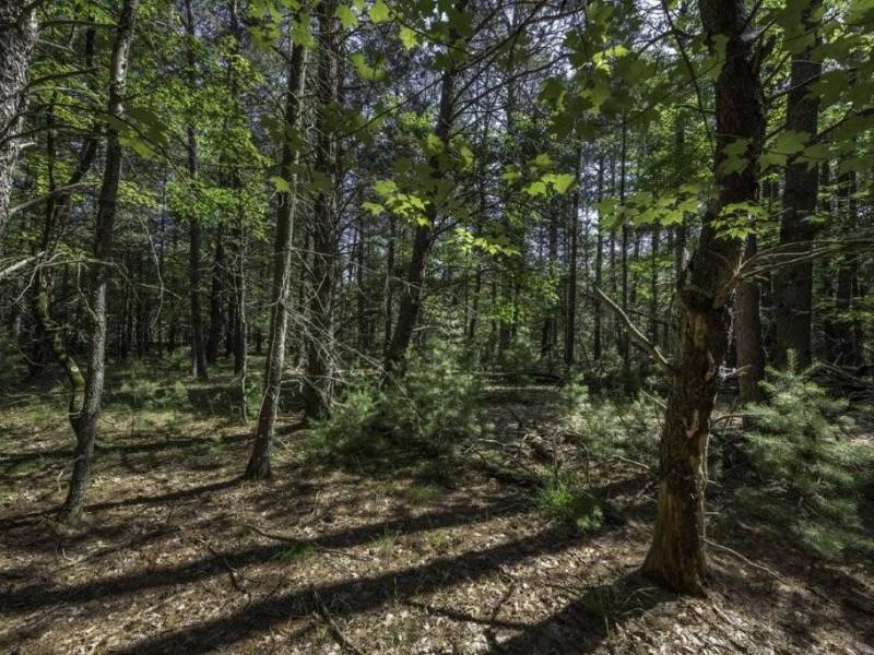 Lots 1-8 Pine Cone Lane, , Woodruff,  WI 54568 United States