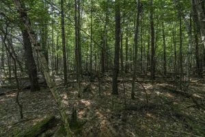 Lots 1-8 Pine Cone Lane, , Woodruff,  WI 54568 United States