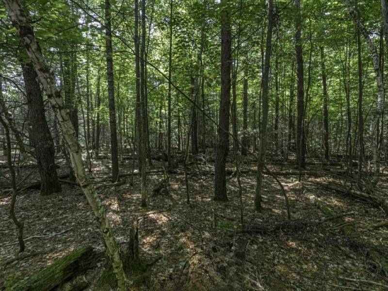 Lots 1-8 Pine Cone Lane, , Woodruff,  WI 54568 United States