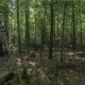 Lots 1-8 Pine Cone Lane, , Woodruff,  WI 54568 United States