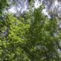 Lots 1-8 Pine Cone Lane, , Woodruff,  WI 54568 United States