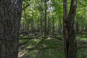 Lots 1-8 Pine Cone Lane, , Woodruff,  WI 54568 United States