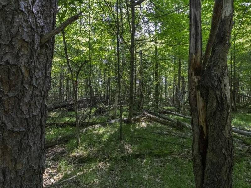 Lots 1-8 Pine Cone Lane, , Woodruff,  WI 54568 United States