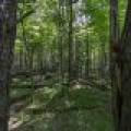 Lots 1-8 Pine Cone Lane, , Woodruff,  WI 54568 United States