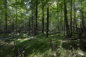 Lots 1-8 Pine Cone Lane, , Woodruff,  WI 54568 United States