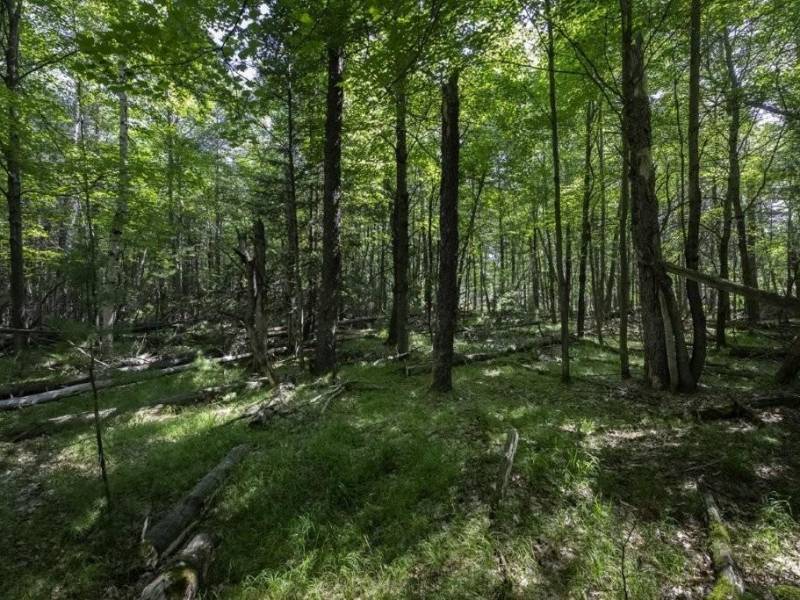 Lots 1-8 Pine Cone Lane, , Woodruff,  WI 54568 United States