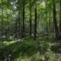 Lots 1-8 Pine Cone Lane, , Woodruff,  WI 54568 United States