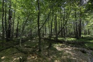 Lots 1-8 Pine Cone Lane, , Woodruff,  WI 54568 United States