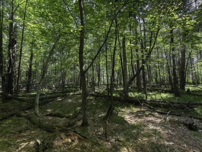 Lots 1-8 Pine Cone Lane, , Woodruff,  WI 54568 United States