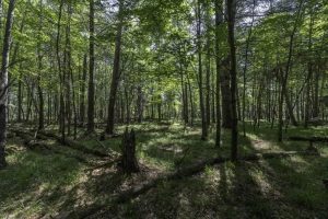 Lots 1-8 Pine Cone Lane, , Woodruff,  WI 54568 United States